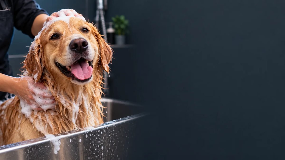Fotografía ilustrativa de baño